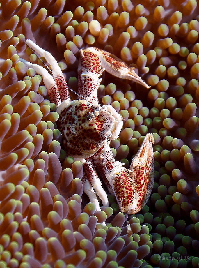 Raja Ampat 2016 - Neopetrolisthes maculatus - Spotted porcelain crab - Crabe porcelaine des anemones - IMG_4810_rc.jpg